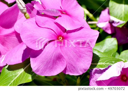 粉紅色盛開在三鷹中原 49703072