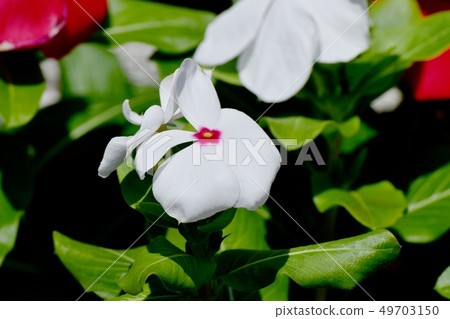 開花在三鷹中原的白色Nichinoscisso 開花在三鷹中原的白色Nichinoscisso 49703150
