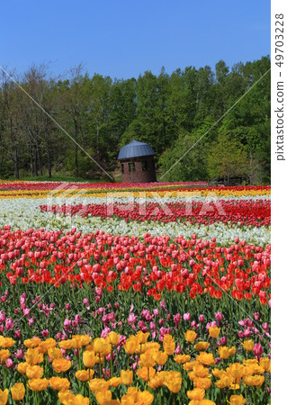 鬱金香領域 49703228