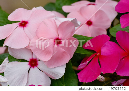 Thin pink periwinkle blooming in Mitaka Nakahara 49703232