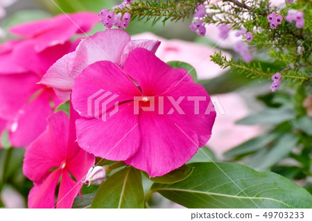 Pink's blooming in Mitaka Nakahara 49703233