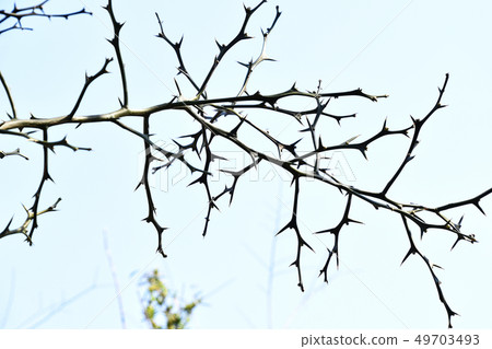 Winter birch trees Winter birch trees 49703493