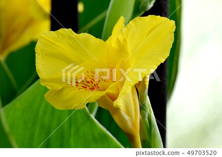 Yellow canna flower blooming in Mitaka Nakahara 49703520