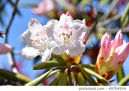 Hosoba Shakunage (Feeled Stone Flower) 49704934