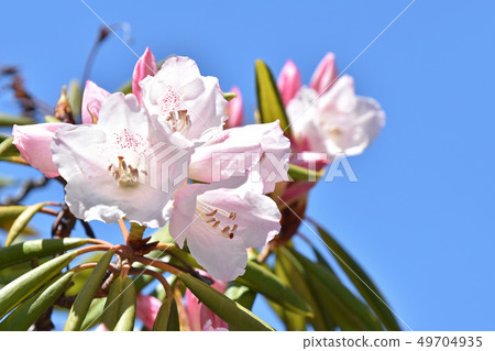 Hosoba Shakunage (Feeled Stone Flower) Hosoba Shakunage (Feeled Stone Flower) 49704935
