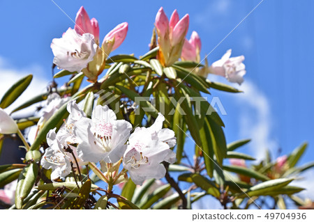 Hosoba Shakunage (Feeled Stone Flower) 49704936