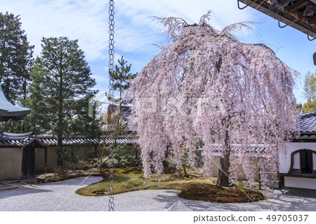 Kodaiji Temple 49705037