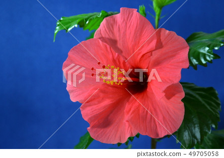 Hibiscus Hibiscus 49705058