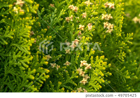 Kono Tegashiwa 49705425