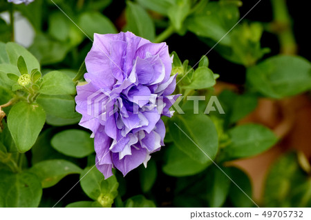 在Mikasa Nakahara綻放的淡紫色雙花矮牽牛花（淺藍色） 49705732