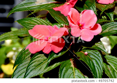 盛開在三鷹中原(Impachens)的紅色非洲水牛 盛開在三鷹中原(Impachens)的紅色非洲水牛 49705742