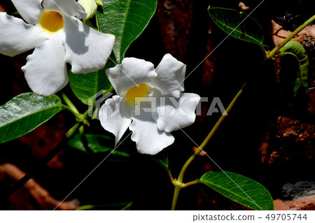 White sun umbrella (Mandevira) blooming in Mitaka Nakahara 49705744