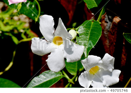 White sun umbrella (Mandevira) blooming in Mitaka Nakahara 49705746