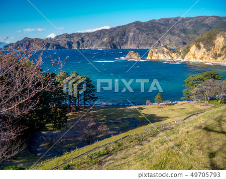 [Izu Peninsula Geopark] Nishi Izu Koganezaki [park] of spring 49705793