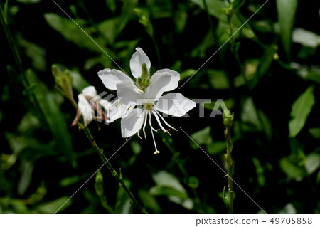 開花在三鷹中原的白色gaura花 49705858