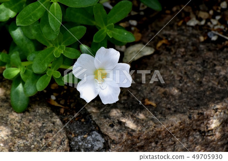 開花在三鷹中原的白色Hanasberihyu(Portulaca) 開花在三鷹中原的白色Hanasberihyu(Portulaca) 49705930