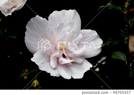 Thin pink double flowering mukgee blooming in Mitaka Nakahara Thin pink double flowering mukgee blooming in Mitaka Nakahara 49705937