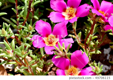 Pink Matsuba Button Blooming in Mitaka Nakahara 49706115