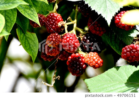 Blackberry fruit that will be Mishima Nakahara 49706151
