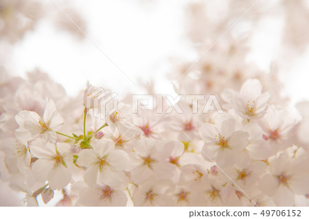 Gentle cherry blossoms 49706152