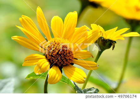 Yellow hen sunflower (Kikumomodoki) blooming in Mitaka Nakahara Yellow hen sunflower (Kikumomodoki) blooming in Mitaka Nakahara 49706174