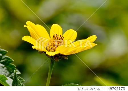 Yellow hen sunflower (Kikumomodoki) blooming in Mitaka Nakahara 49706175