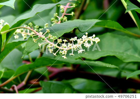 在三鷹中原開花的白頭翁 在三鷹中原開花的白頭翁 49706251