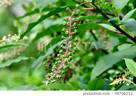未成熟的商陸果實將在三島中原 未成熟的商陸果實將在三島中原 49706252