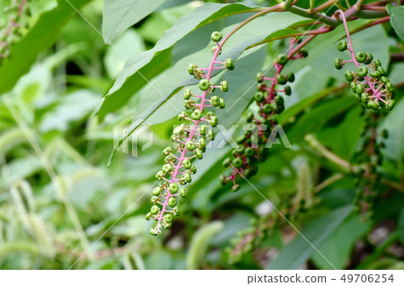 未成熟的商陸果實將在三島中原 未成熟的商陸果實將在三島中原 49706254