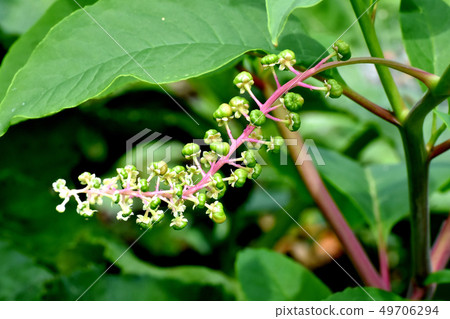 未成熟的商陸果實將在三島中原 未成熟的商陸果實將在三島中原 49706294