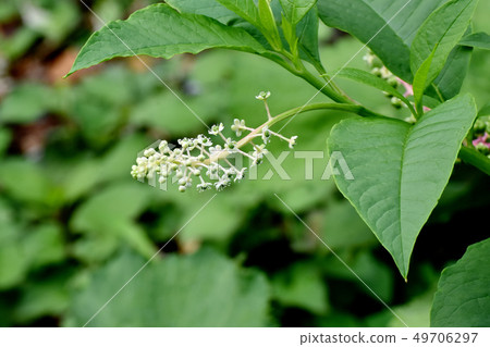 將是三島中原的商陸白花 將是三島中原的商陸白花 49706297