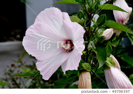 在三鷹中原的薄粉紅美國人Fuyo盛開 49706397