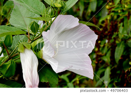 Thin Pink American Fuyo Blooming in Mitaka Nakahara Thin Pink American Fuyo Blooming in Mitaka Nakahara 49706403