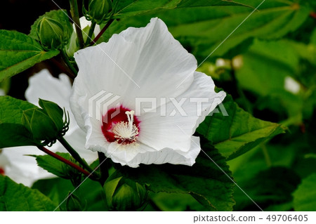 White American flower blooming in Mitaka Nakahara White American flower blooming in Mitaka Nakahara 49706405