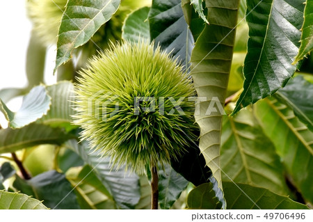 未成熟的栗子果實(Igagri)是三島中原 未成熟的栗子果實(Igagri)是三島中原 49706496