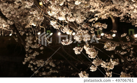 Cherry blossoms festival light up of Yamazaki River 49706761