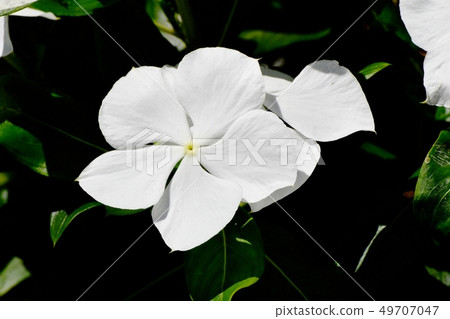 White Nichinoscisso blooming in Mitaka Nakahara White Nichinoscisso blooming in Mitaka Nakahara 49707047
