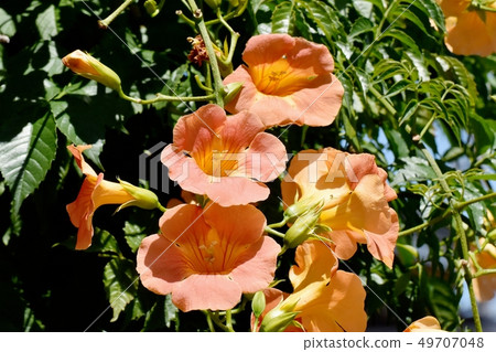 Orange novy Kazura blooming in Mitaka Nakahara Orange novy Kazura blooming in Mitaka Nakahara 49707048