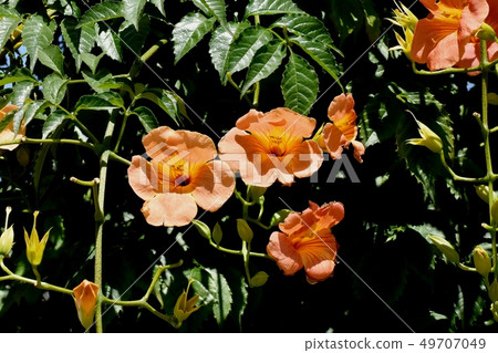 Orange novy Kazura blooming in Mitaka Nakahara Orange novy Kazura blooming in Mitaka Nakahara 49707049