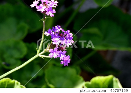 Purple Persimmon Verbena Rigida Blooming in Mitaka Nakahara Purple Persimmon Verbena Rigida Blooming in Mitaka Nakahara 49707169