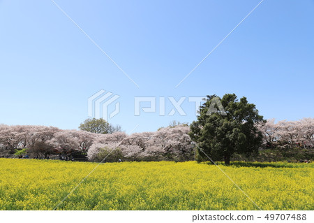 Cherry blossoms Cherry blossoms 49707488