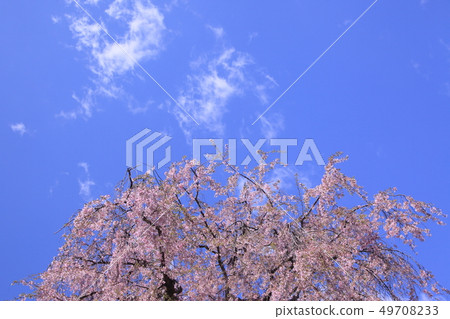 跳舞在天空的一棵半圓櫻桃樹 跳舞在天空的一棵半圓櫻桃樹 49708233