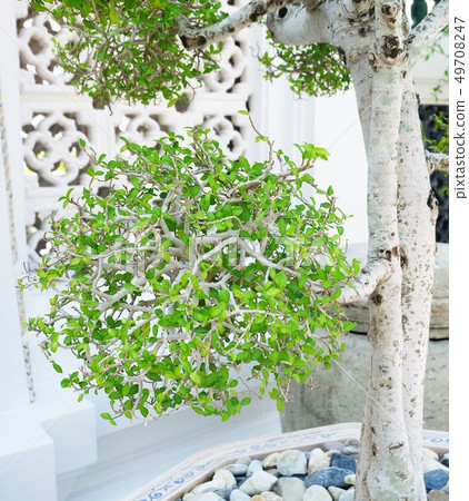 Green Beautiful Bonsai Tree in Flower Pot Green Beautiful Bonsai Tree in Flower Pot 49708247
