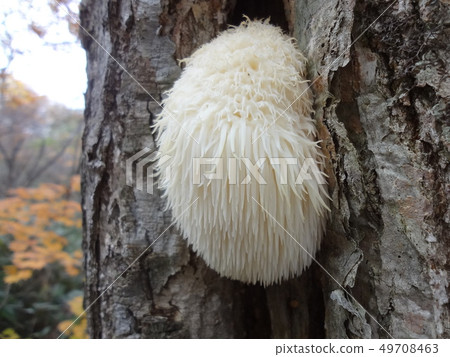 Yamabushitake Yamabushitake cute mushrooms 49708463
