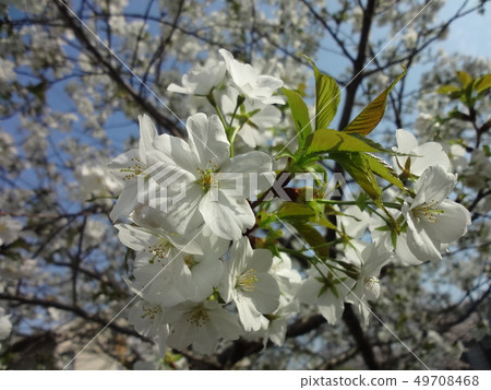 大島櫻花藍天櫻花 49708468