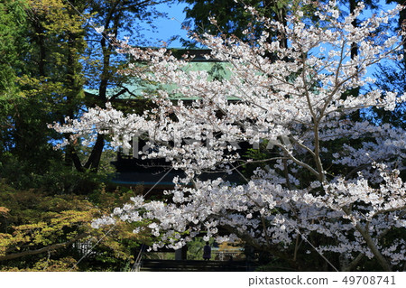 在鎌倉的櫻花盛開的櫻花 49708741