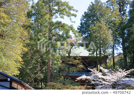 在鎌倉的櫻花盛開的櫻花 49708742