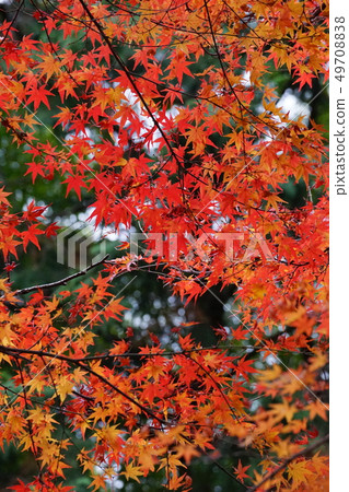 Maple autumn leaves 49708838