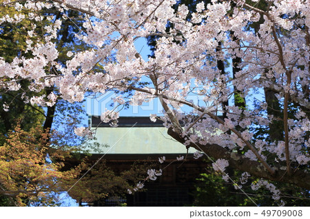 在鎌倉的櫻花盛開的櫻花 在鎌倉的櫻花盛開的櫻花 49709008