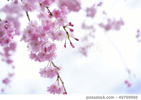 Light color twig cherry 3 49709998